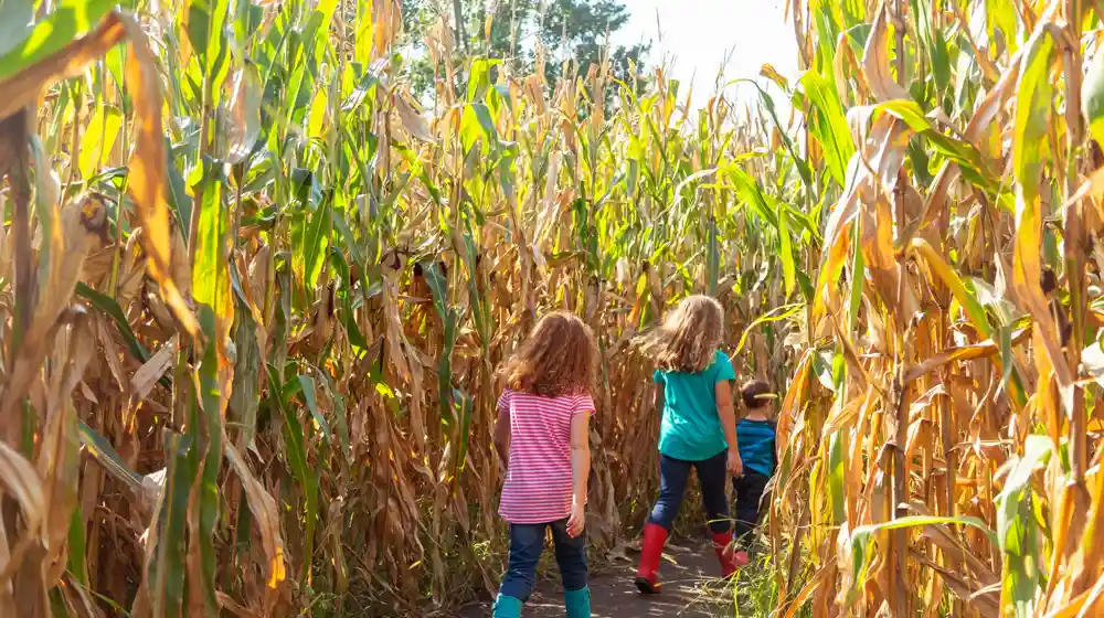 Corn Maze New Hampshire Fall Adventure
