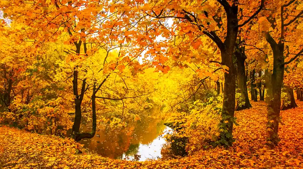 Peak Fall Foliage in New Hampshire